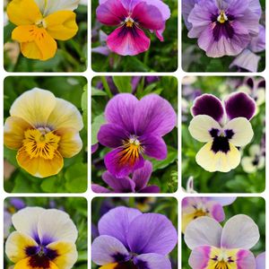 鉢植え,明るい日陰,プランター,ビオラ・パンジー,ガーデニング初心者の画像