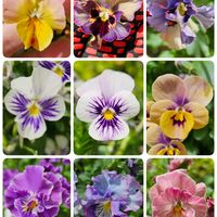 鉢植え,明るい日陰,プランター,ビオラ・パンジー,ガーデニング初心者の画像