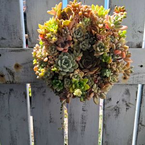 多肉リース,多肉植物,普及種,リース,多肉植物リースの画像