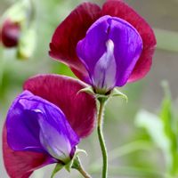 スイートピー,赤い花,赤いスイートピー,紫の花,薄紫色の花の画像