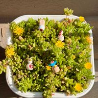 シラン,姫秀麗,ヌビゲナム,ヌビゲナムの花♡,GSミニモニ。の画像