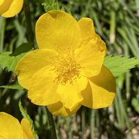 ヤマブキ,山野草の画像