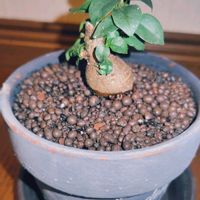 ガジュマルの画像