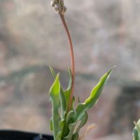 レデボウリア クリスパ,多肉植物,珍奇植物,ケープバルブ,my succulentの画像