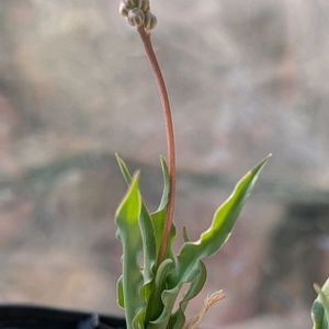 レデボウリア クリスパ,多肉植物,珍奇植物,ケープバルブ,my succulentの画像