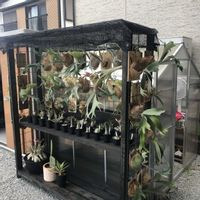 サボテン,ビカクシダ,多肉植物,観葉植物,塊根植物の画像