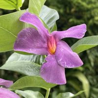 マンデビラ,サンパラソル,サンパラソル ブルーフォリア,植物男子ベランダー,小さな小さな庭の画像