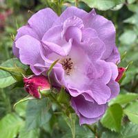 オダマキ,サツキ,ブルーフォー・ユー,オリビア・ローズ・オースチン,ゴールデンセレブレーションの画像