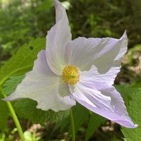 シラネアオイ,山野草の画像