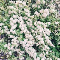 桜でまり・ピンクアイス,斑入りコデマリ,花壇,シェードガーデンの画像