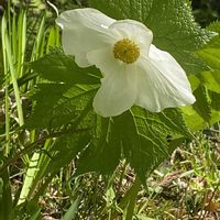 シラネアオイ,山野草の画像