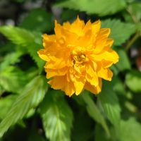 ヤマブキ,山吹,メラスフェルラ,ヤエヤマブキ,メラスフェルラ ラモサの画像
