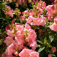 金魚草,八重咲きチューリップ,八重咲きチューリップ,* 会社にて *,会社の花壇の画像