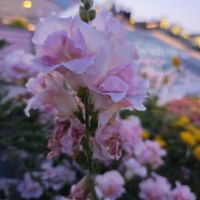 キンギョソウ,ピンク,２０２５年同期の画像