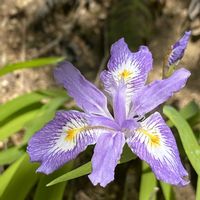 シャガ,ヒメシャガ,山野草の画像