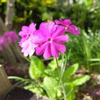 サクラソウ,可愛い,花のある暮らし,緑のある暮らし,植物のある暮らしの画像