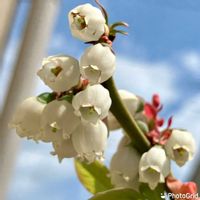 ブルーベリー,ブルーベリー・マグノリア,家庭果樹,家庭菜園奮闘日記,チーム岐阜の画像