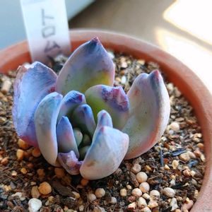 トロムソ,多肉植物,北海道タニラー,ベランダの画像