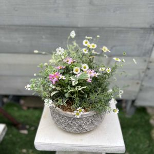 ビデンス,エリゲロン,マーブルストロベリー,シレネ ナッキーホワイト,アンドロサセ　ラヌギノーサの画像