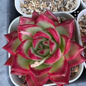 ミセバヤ,紅稚児,葉挿し,かわいいな♡,GS日和の画像