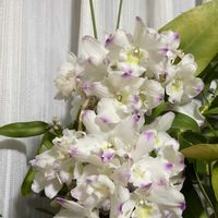 デンドロビウムの画像