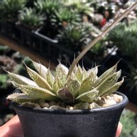 ハオルチア,ハオルチア グロボシフローラ,多肉植物,ハオルチア属,ハオルシア属     の画像