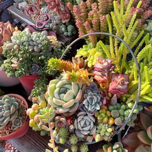 多肉寄せ植え,かわいいな♡,GS日和の画像