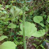 アスパラガスの画像