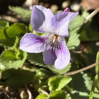 スミレ,タチツボスミレ,サクラタチツボスミレ,山野草,スミレの迷いみちの画像