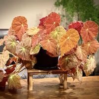 ベゴニア,ベゴニア オータムエンバー,観葉植物,植物,緑のある暮らしの画像