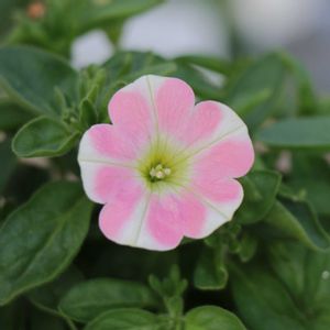 ペチュニア,サフィニアアート,グリーンプラザ山長の画像