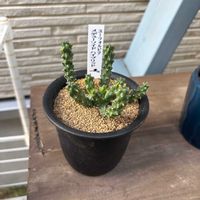 ユーフォルビアメドューソイドハイブリッド,ユーフォルビア,植物,珍奇植物,植物男子の画像