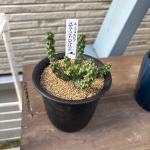 ユーフォルビアメドューソイドハイブリッド,ユーフォルビア,植物,珍奇植物,植物男子の画像