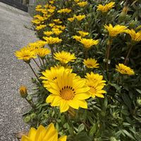 ガザニア,ガザニア,ガーデンネックレス横浜2026コンテスト,小さな庭,玄関アプローチの画像