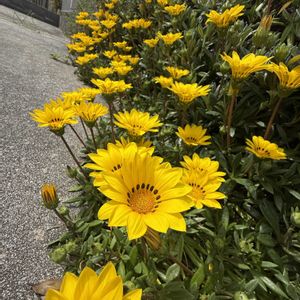 ガザニア,ガザニア,ガーデンネックレス横浜2026コンテスト,小さな庭,玄関アプローチの画像