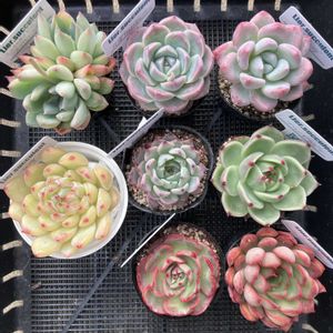 マチルダ,ジャッカル,ブルードラゴン,ピンクフローラ,ダルピナの画像