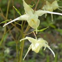 イカリソウ,キバナイカリソウ,山野草の画像