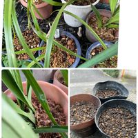 シンビジューム,ひまわり,onc. sharry babyの画像