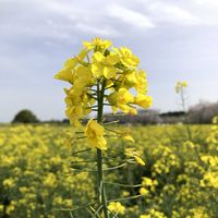 菜の花の画像