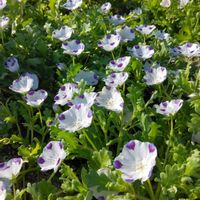 ネモフィラ,ネモフィラ・マキュラータ,お出かけ先にて,チーム新潟の画像