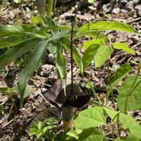 ウラシマソウ,山野草の画像