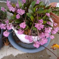 サンゴアブラギリ,サンゴアブラギリ,パキポディウム・グラキリス,レデボウリア ガルピニー,トゲなしラメリーの画像