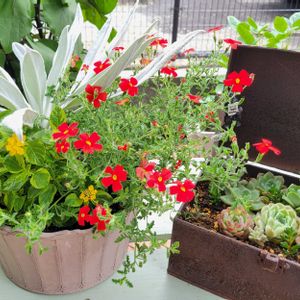 班入りランタナ,エスペレティア ベルベットスノー,pwサンブリテニア　スカーレット,寄せ植え,玄関アプローチの画像