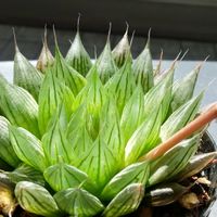 ハオルチア,ハオルチア,ハオルチア アクエア,多肉植物,ハオルチア属の画像