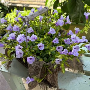 PWスーパートレニアカタリーナ アイスリバー,寄せ植え,PW,玄関アプローチの画像