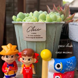 ユーフォルビア・峨眉山,キュンキュン乙女倶楽部,HTC,富山支部,オヤジ祭りの画像