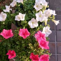 サフィニア,サントリーのサフィニア,かわいいな♡,花のある暮らし,庭のお花の画像