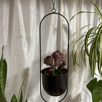 ユーフォルビア・ラクテアの画像