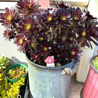 黒法師,アエオニウム,アズキの背高黒法師の画像