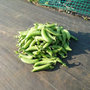 畑仕事,成長,畑作業,愛情込めて,収穫シーズンの画像